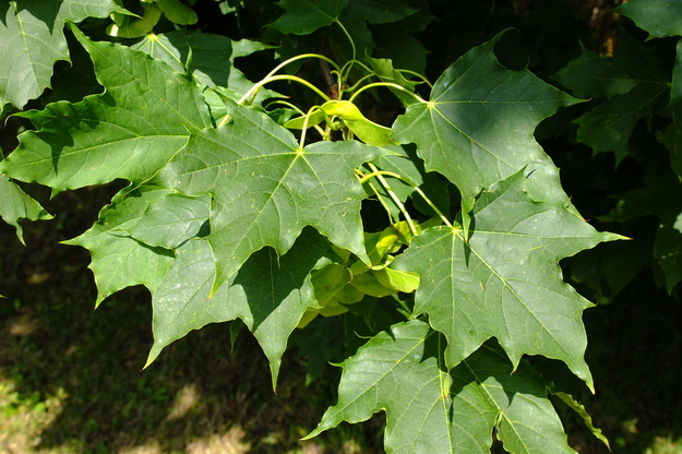 August close-up photo