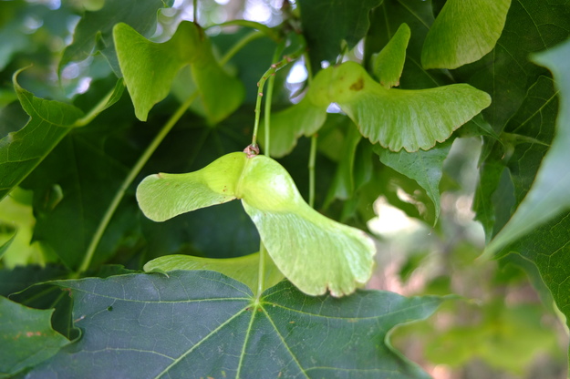 August close-up photo