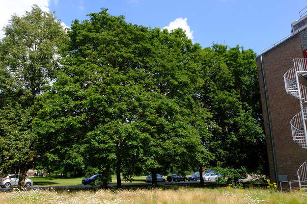 August tree photo
