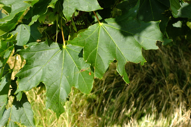 August close-up photo