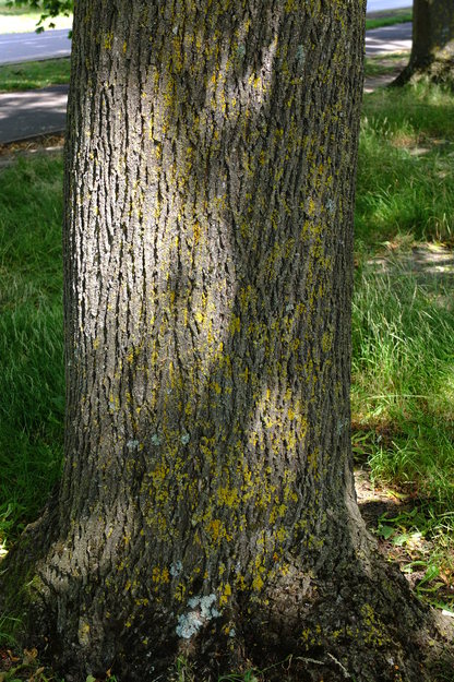August close-up photo