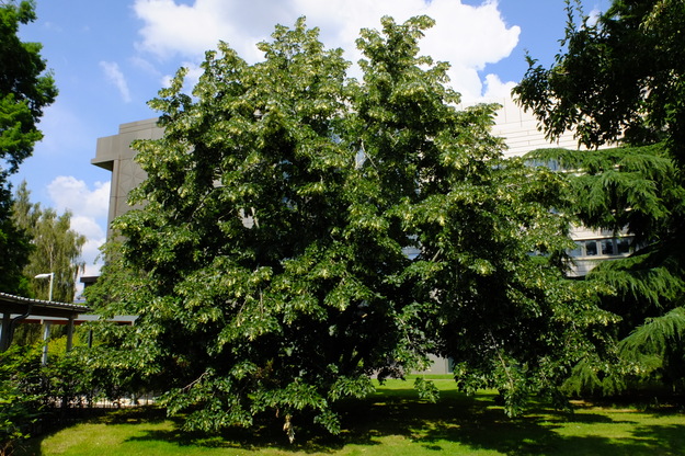 August tree photo