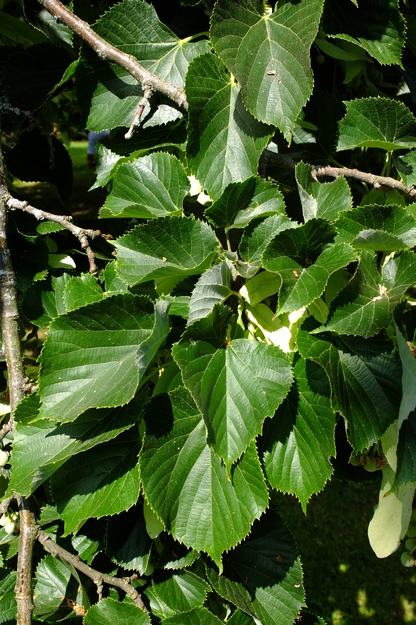 August close-up photo