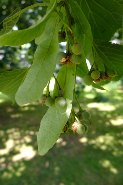August close-up photo