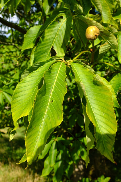 August close-up photo
