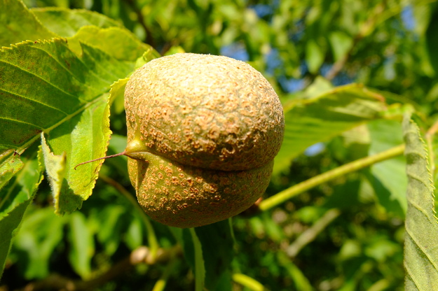 August close-up photo