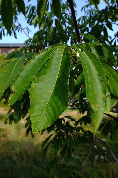 August close-up photo
