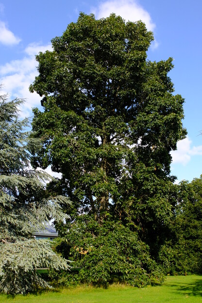 August tree photo