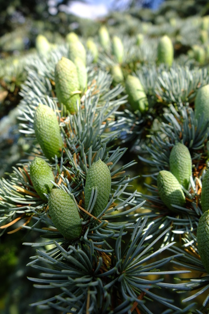 August close-up photo