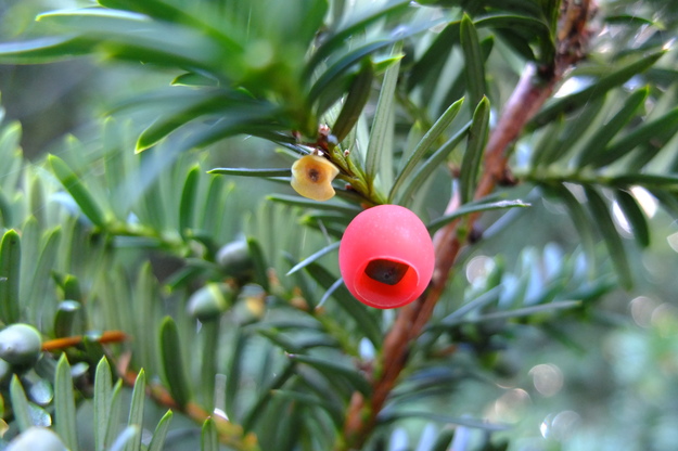 August close-up photo