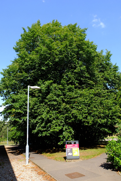 August tree photo