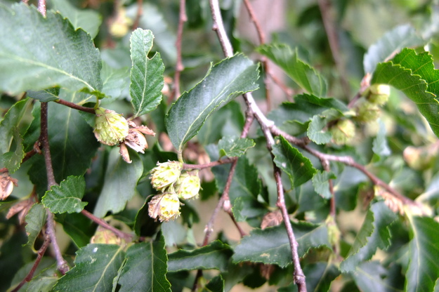 August close-up photo