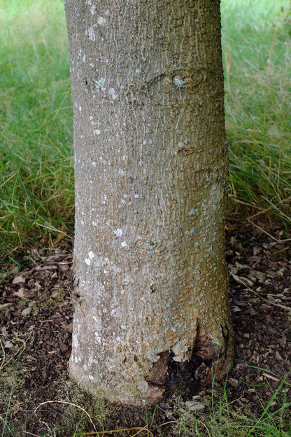 August close-up photo