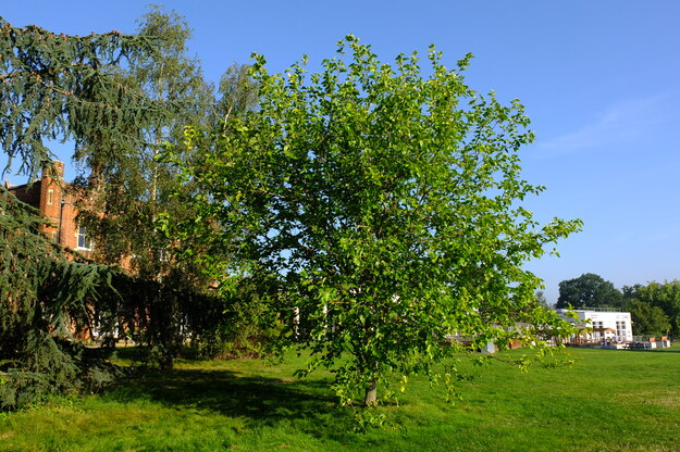 September tree photo