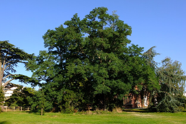 September tree photo