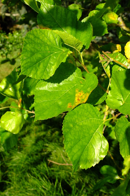 September close-up photo