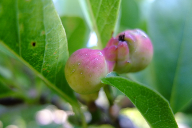 September close-up photo