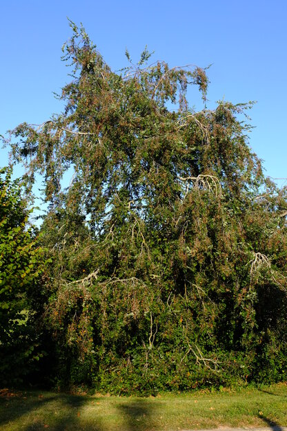September tree photo