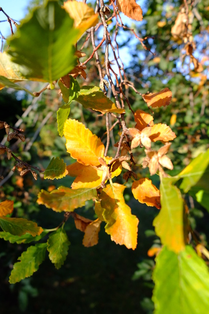 September close-up photo