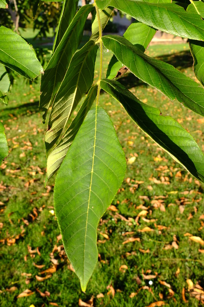 September close-up photo