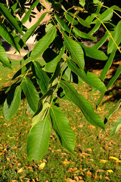 September close-up photo