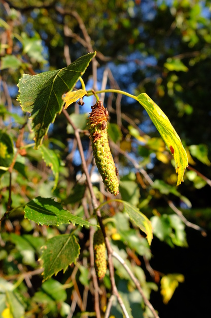 September close-up photo
