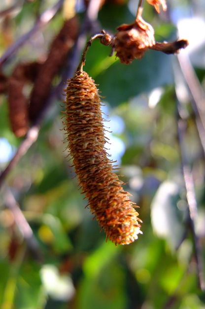 September close-up photo