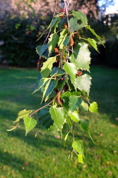 September close-up photo