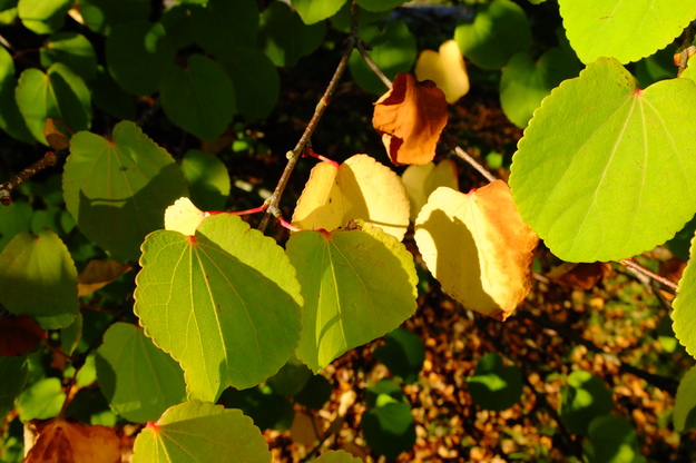 September close-up photo