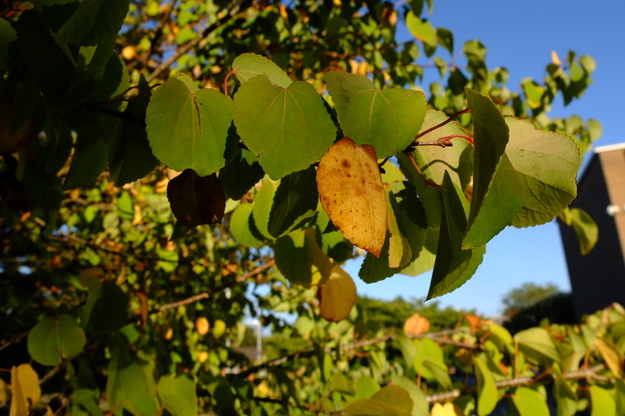 September close-up photo
