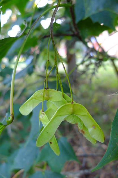 September close-up photo