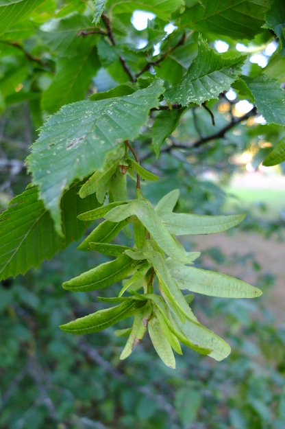 September close-up photo