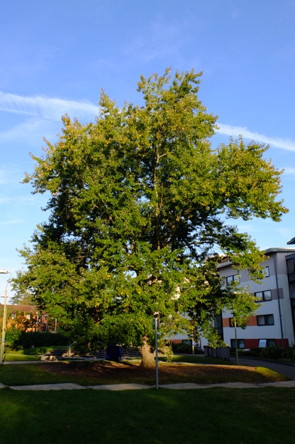 September tree photo