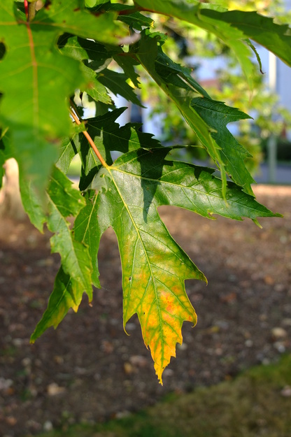 September close-up photo