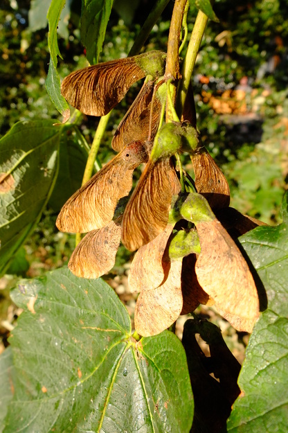 September close-up photo