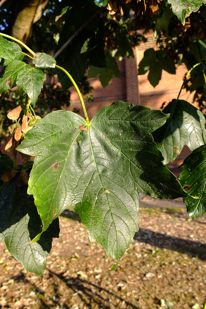 September close-up photo