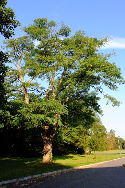 September tree photo