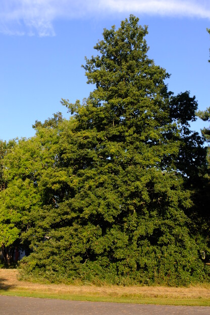 September tree photo