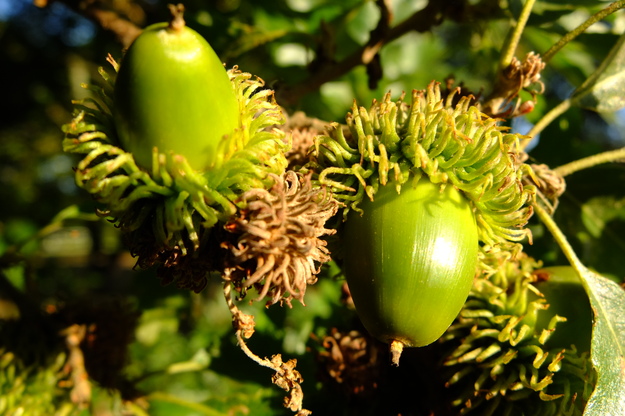 September close-up photo