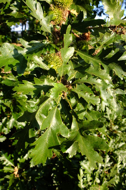 September close-up photo