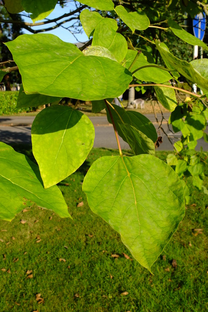 September close-up photo