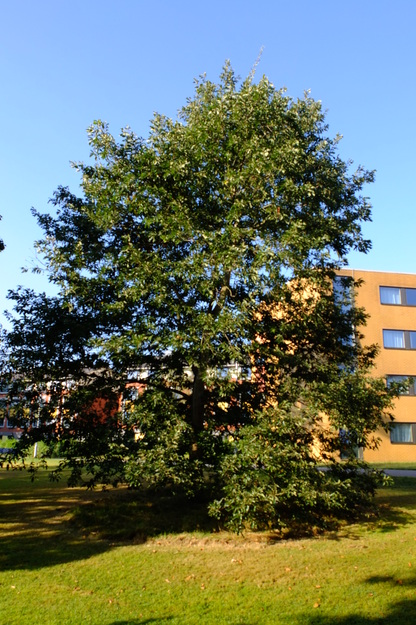 September tree photo