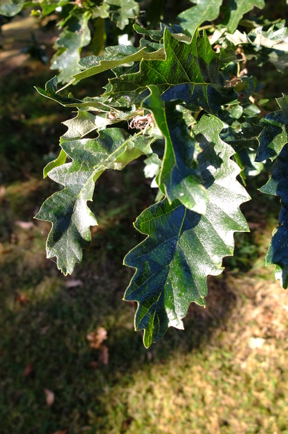 September close-up photo