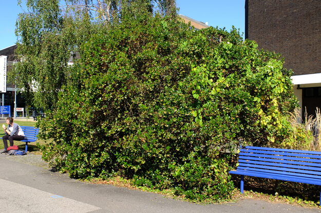 September tree photo