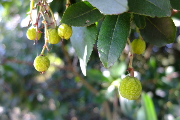 September close-up photo