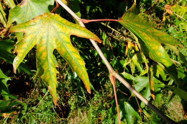 September close-up photo