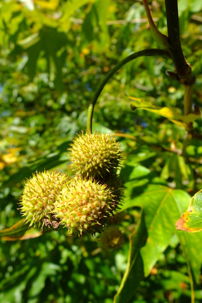 September close-up photo