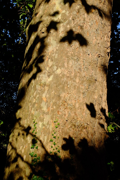 October close-up photo