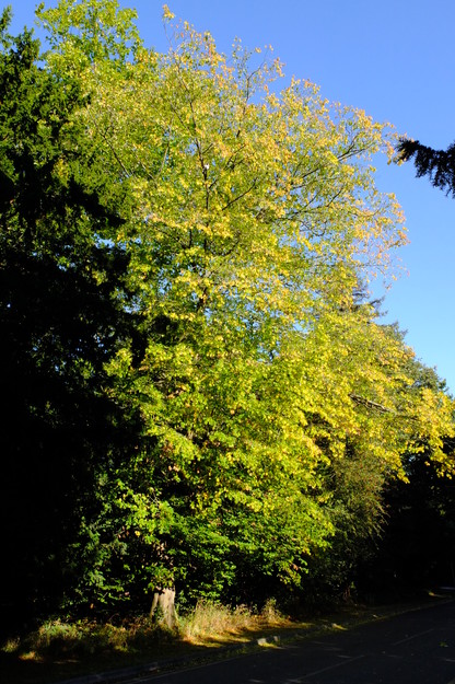 Mackinder Hall East tree photo