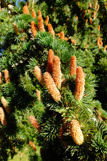 October close-up photo